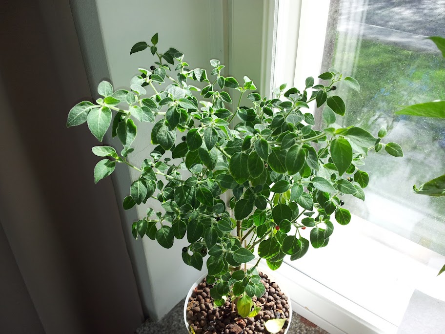 GALAPAGOS ISLAND PEPPER